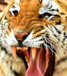 Specialization In Wildlife Photography