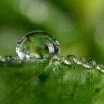 How to Shoot Macro Photography Without an Expensive Macro Lens